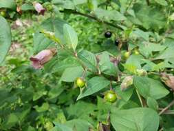 Image of Deadly Nightshade