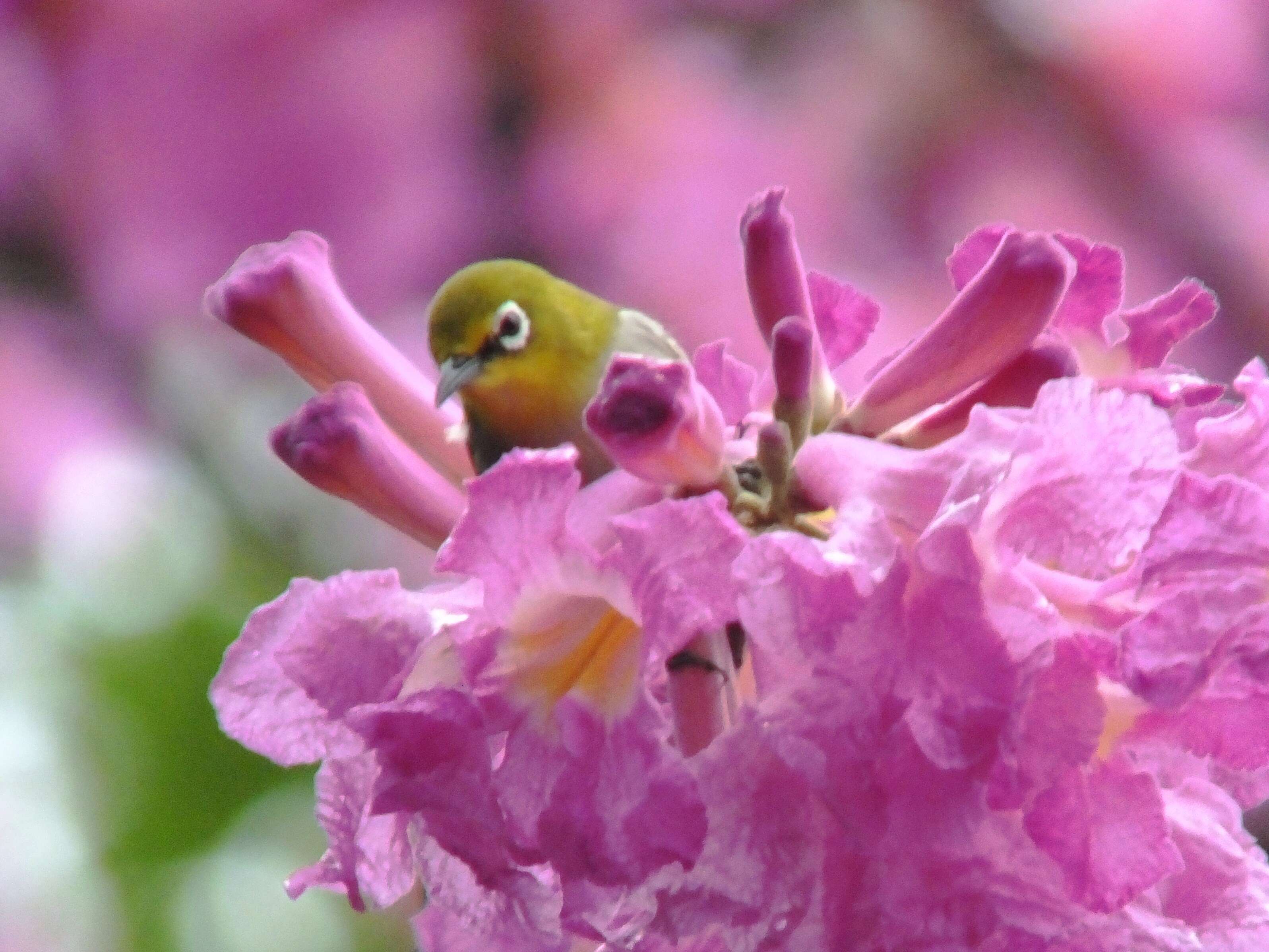 Image of Swinhoe's White-eye