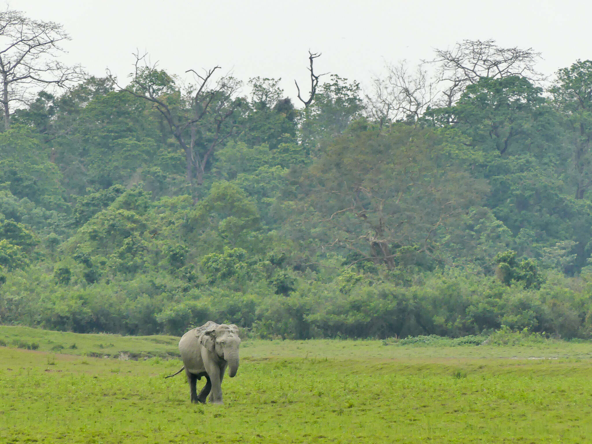 Image of Elephas Linnaeus 1758