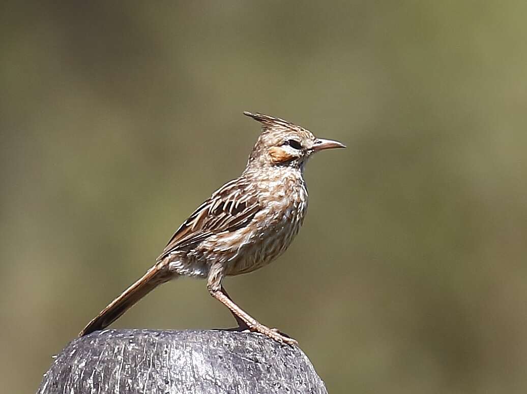 Слика од Coryphistera Burmeister 1860