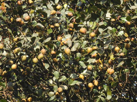 Image of Calophyllum austroindicum Kosterm. ex P. F. Stevens