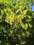 Image of Cryptocarya corrugata C. T. White & Francis