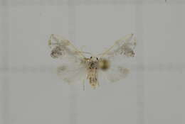 Image of Nudaria squamifera