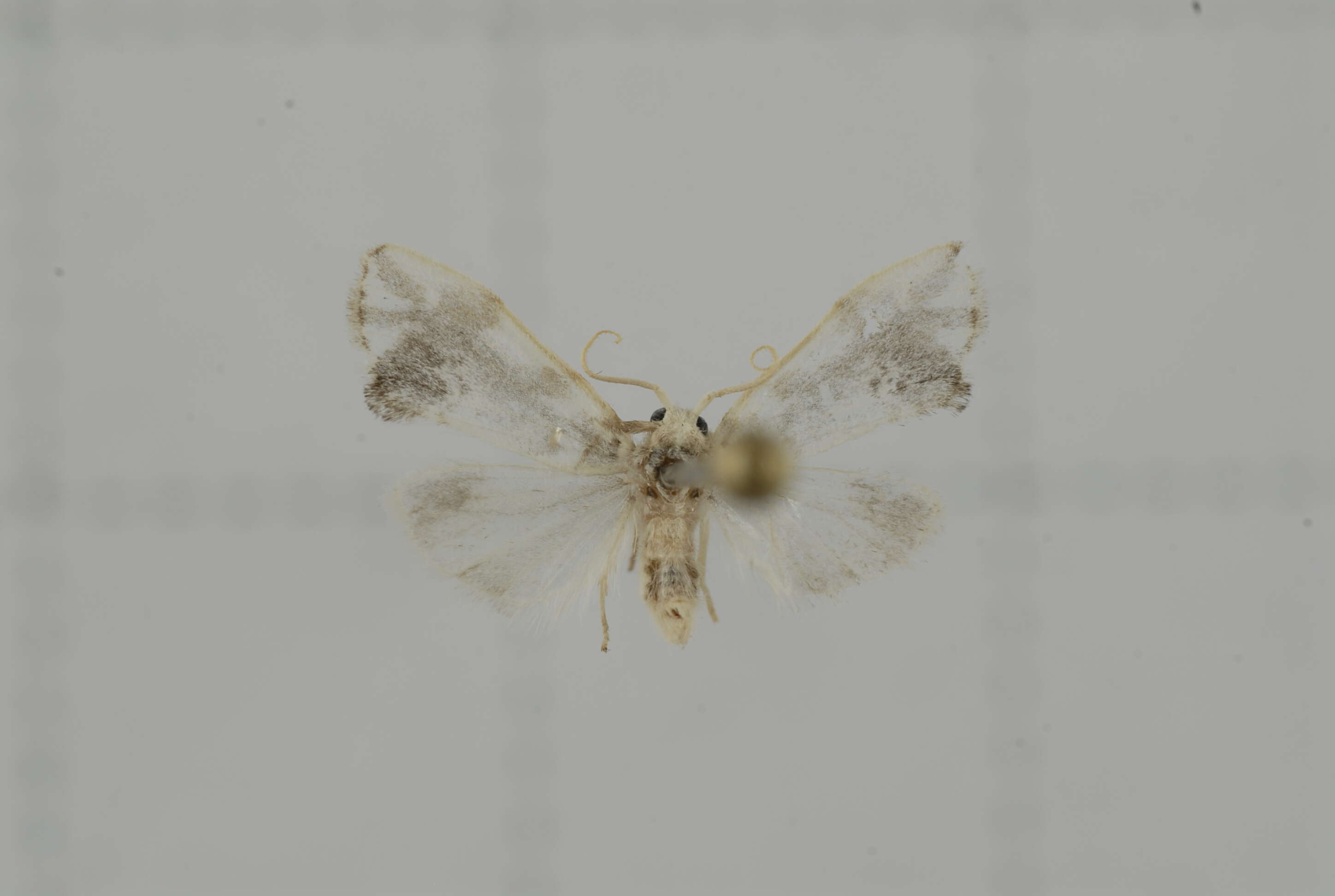 Image of Nudaria squamifera