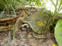 Image of Yellow-footed Tortoise