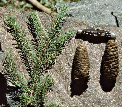 Picea schrenkiana Fisch. & C. A. Mey. resmi