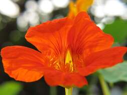 Image of nasturtium