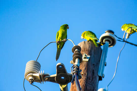 Image of Green Parakeet