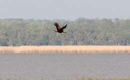 Image of limpkins