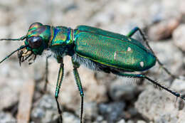 Image de Cicindela (Cicindela) depressula Casey 1897