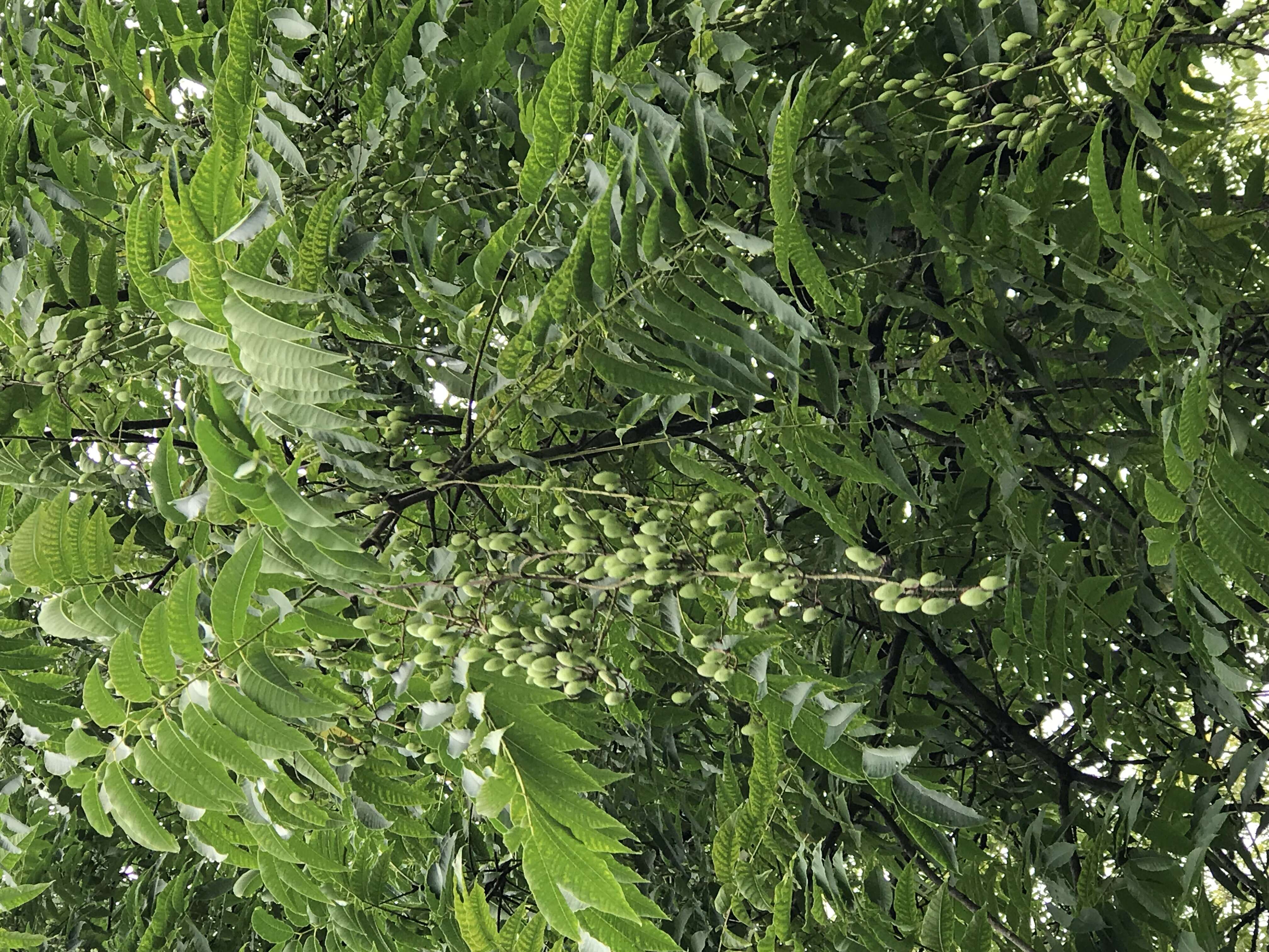 Image de Toona sinensis (A. Juss.) M. Roem.