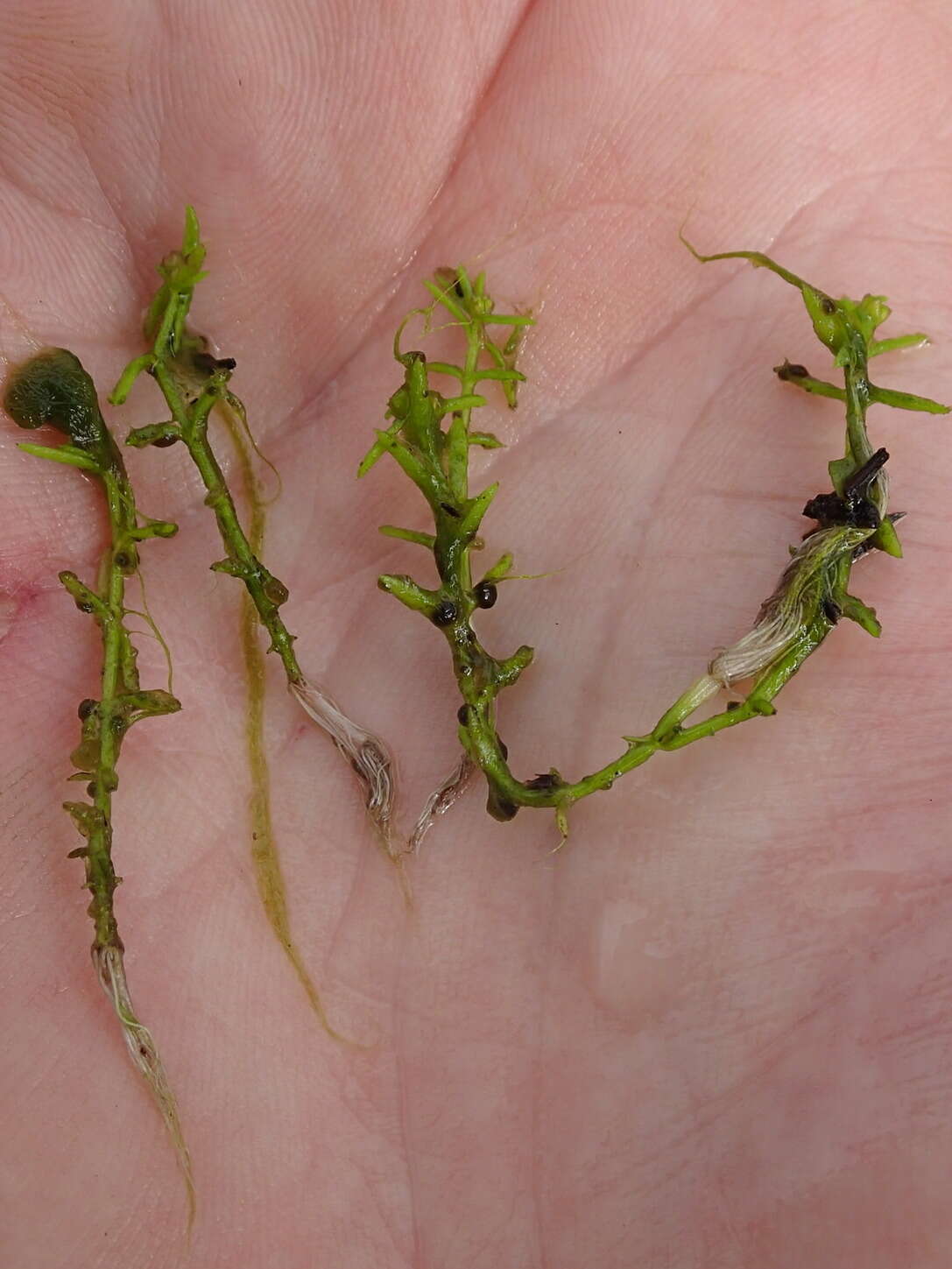 Image of small waterwort