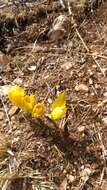 Image of winter daffodil