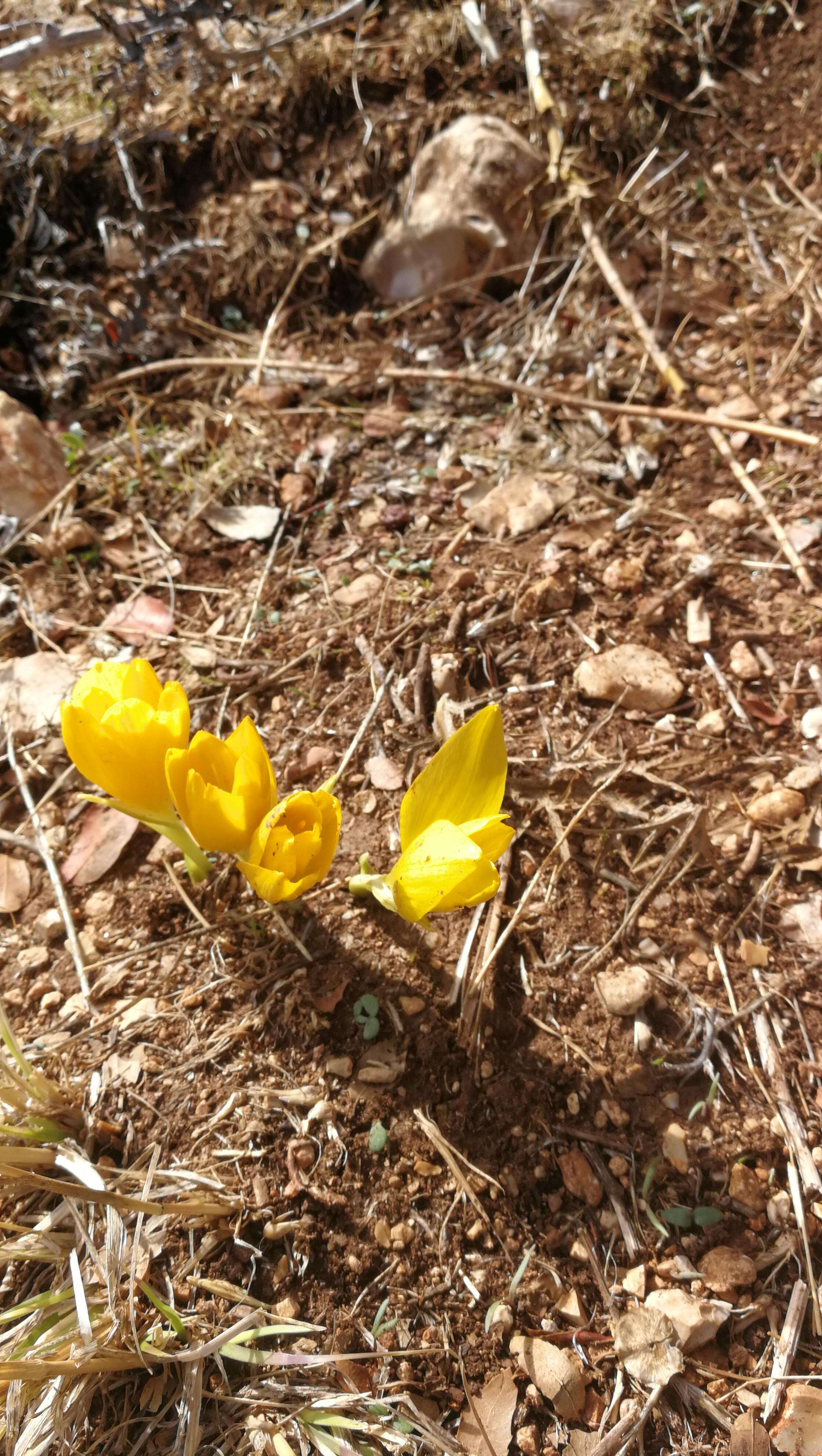 Image of winter daffodil