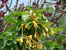 Image of Lonicera hildebrandiana Collett & Hemsl.