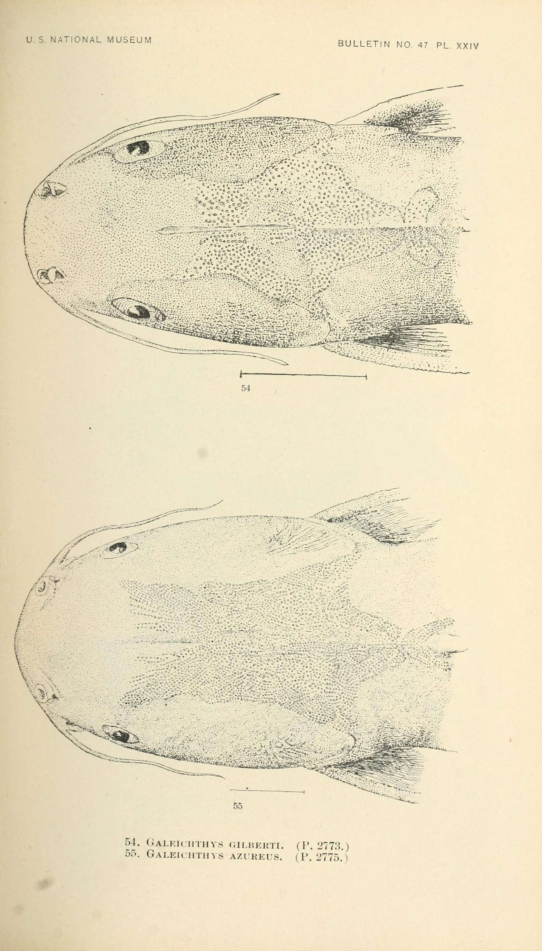 Image de Mâchoiron Tété