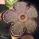 Image of Edithcolea