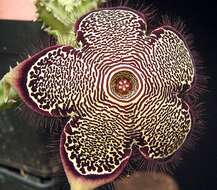 Image of Edithcolea