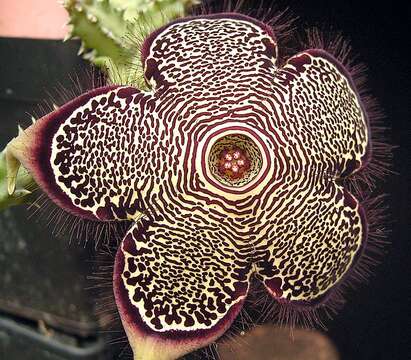 Image of Edithcolea