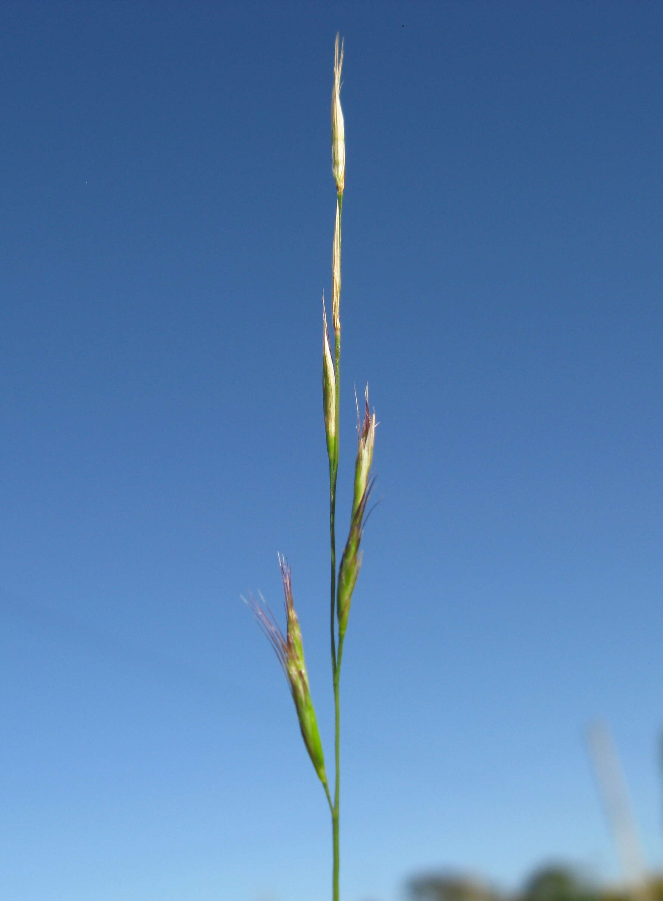 Plancia ëd Rytidosperma racemosum (R. Br.) Connor & Edgar