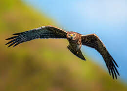 Image of Pied Harrier