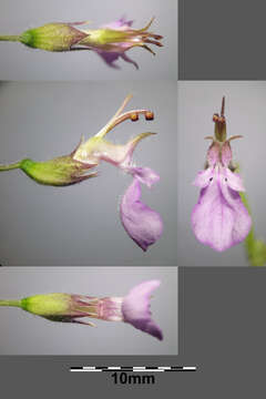 Слика од Teucrium chamaedrys L.