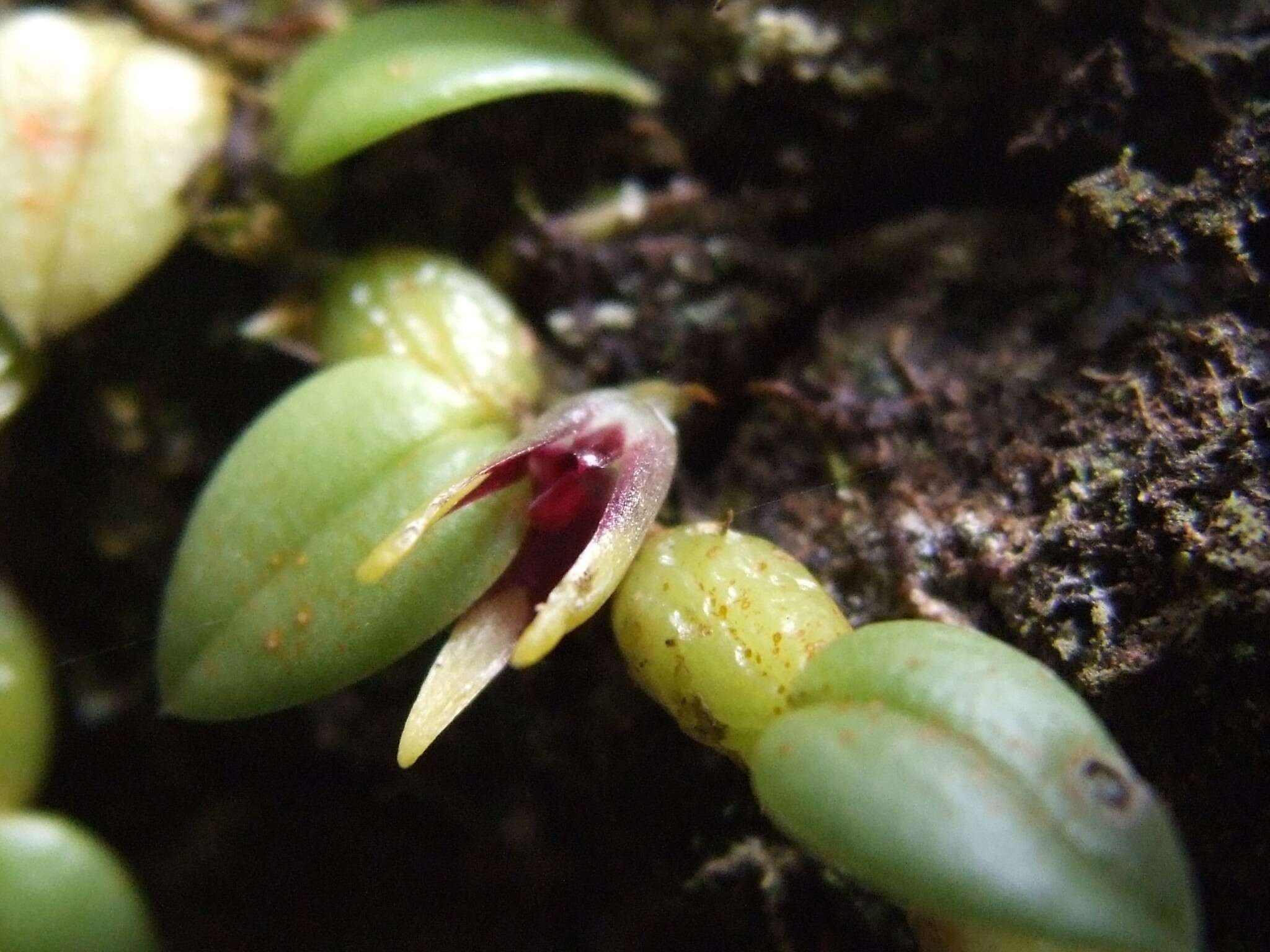 Image of Bulbophyllum depressum King & Pantl.