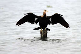 Image of Oriental Darter