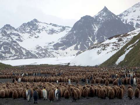 Image of King Penguin