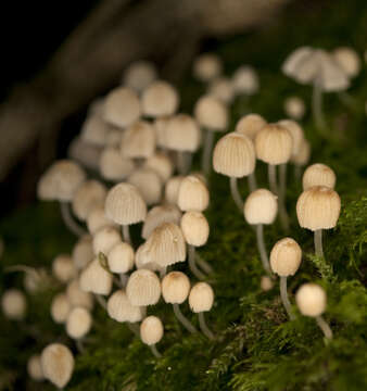 Image of Trooping Inkcaps