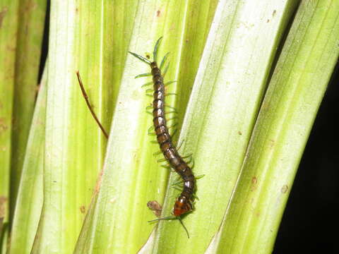 Image of Giant centipede