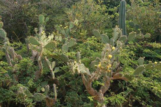 Image of Opuntia caracassana Salm-Dyck