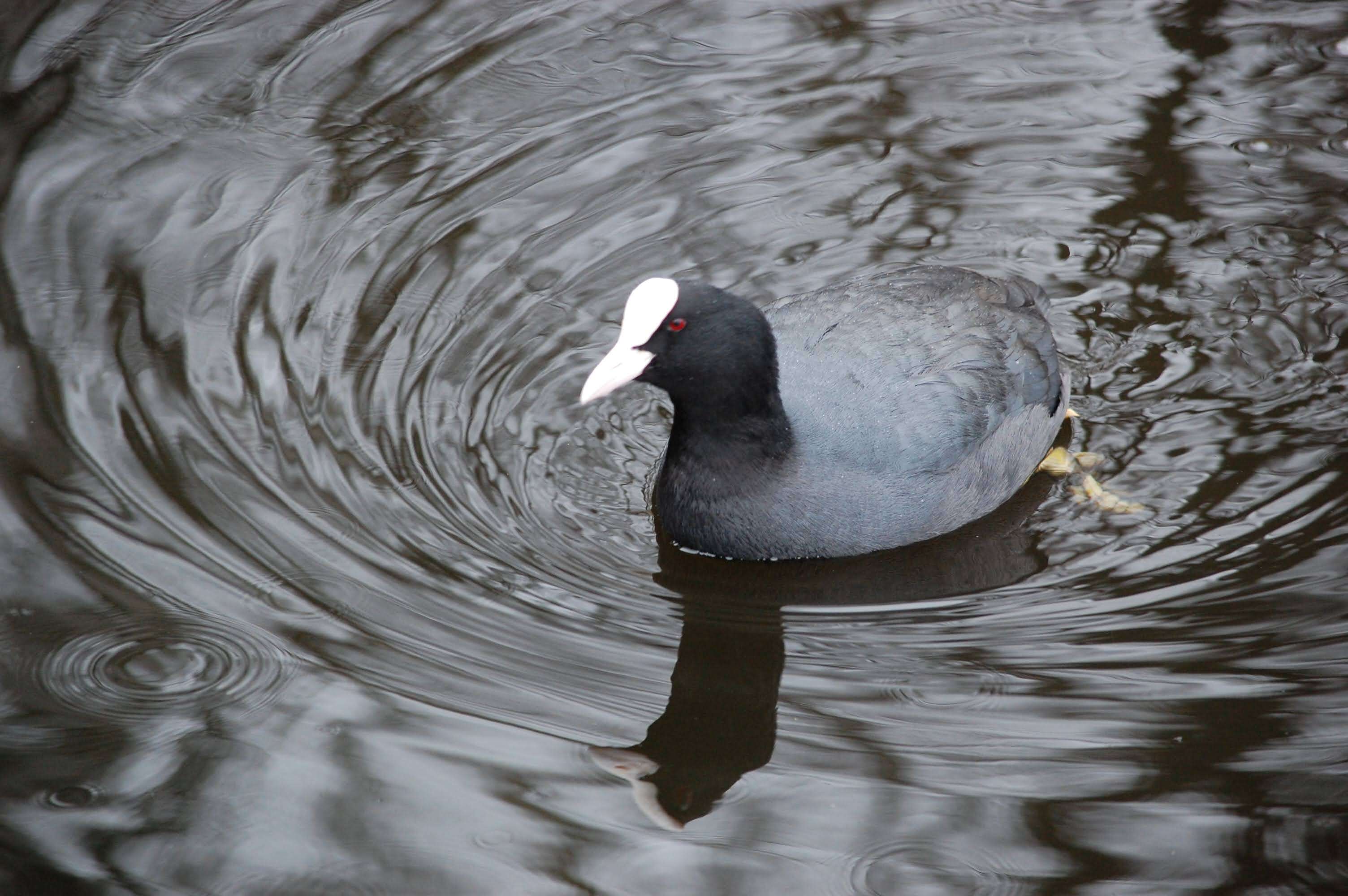 Image of Common Coot