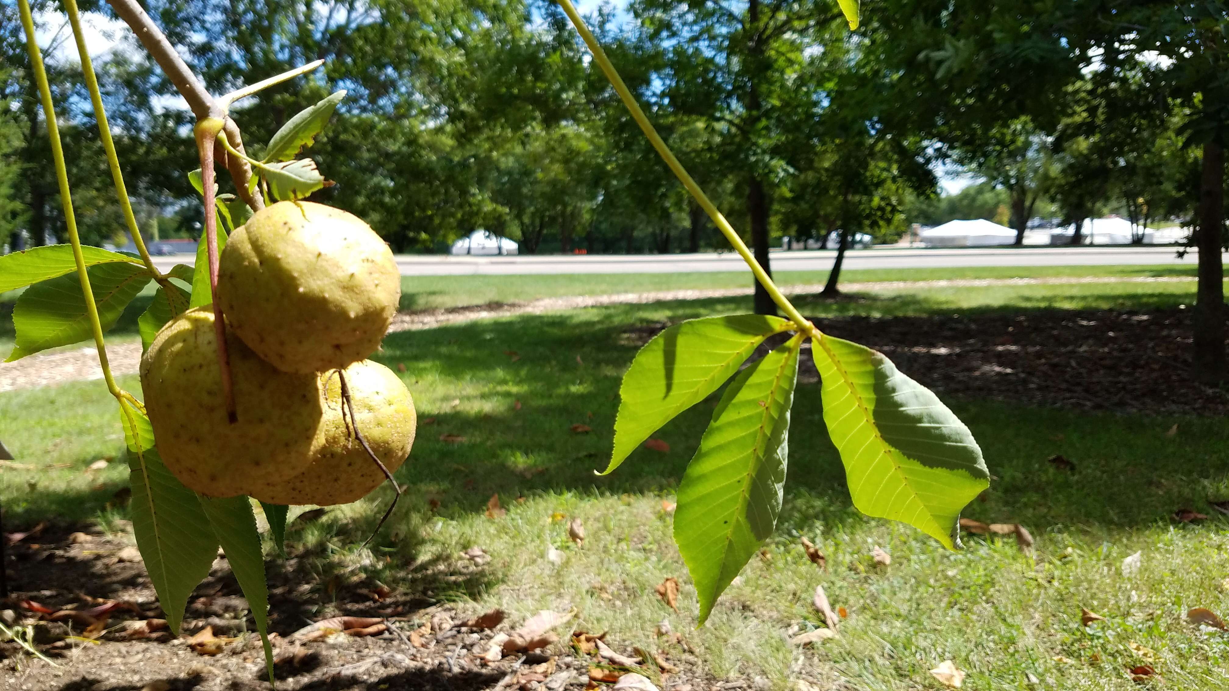 Image de Pavier de l'Ohio