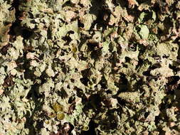 Image of Hammered shield lichen