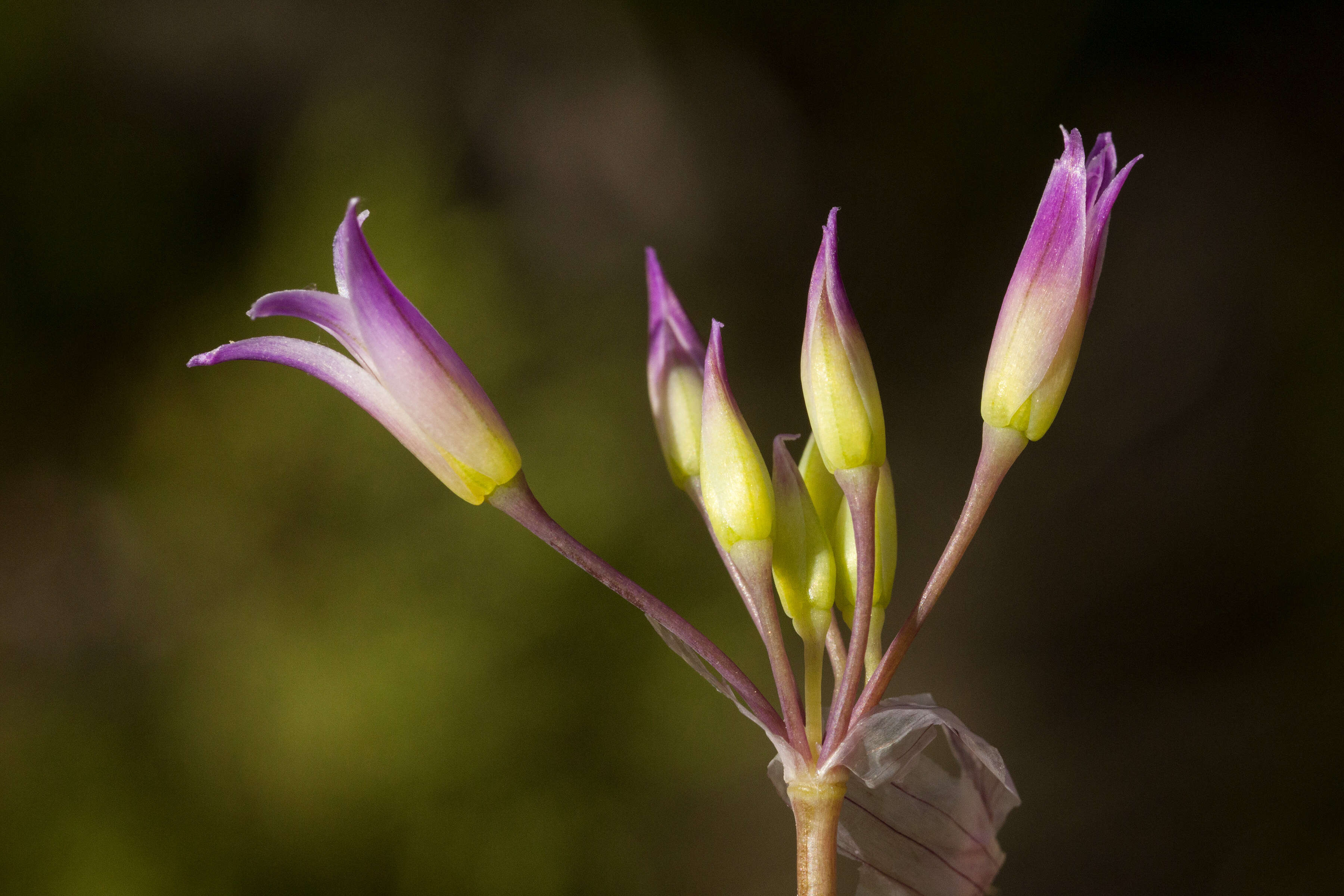 Sivun Allium acuminatum Hook. kuva