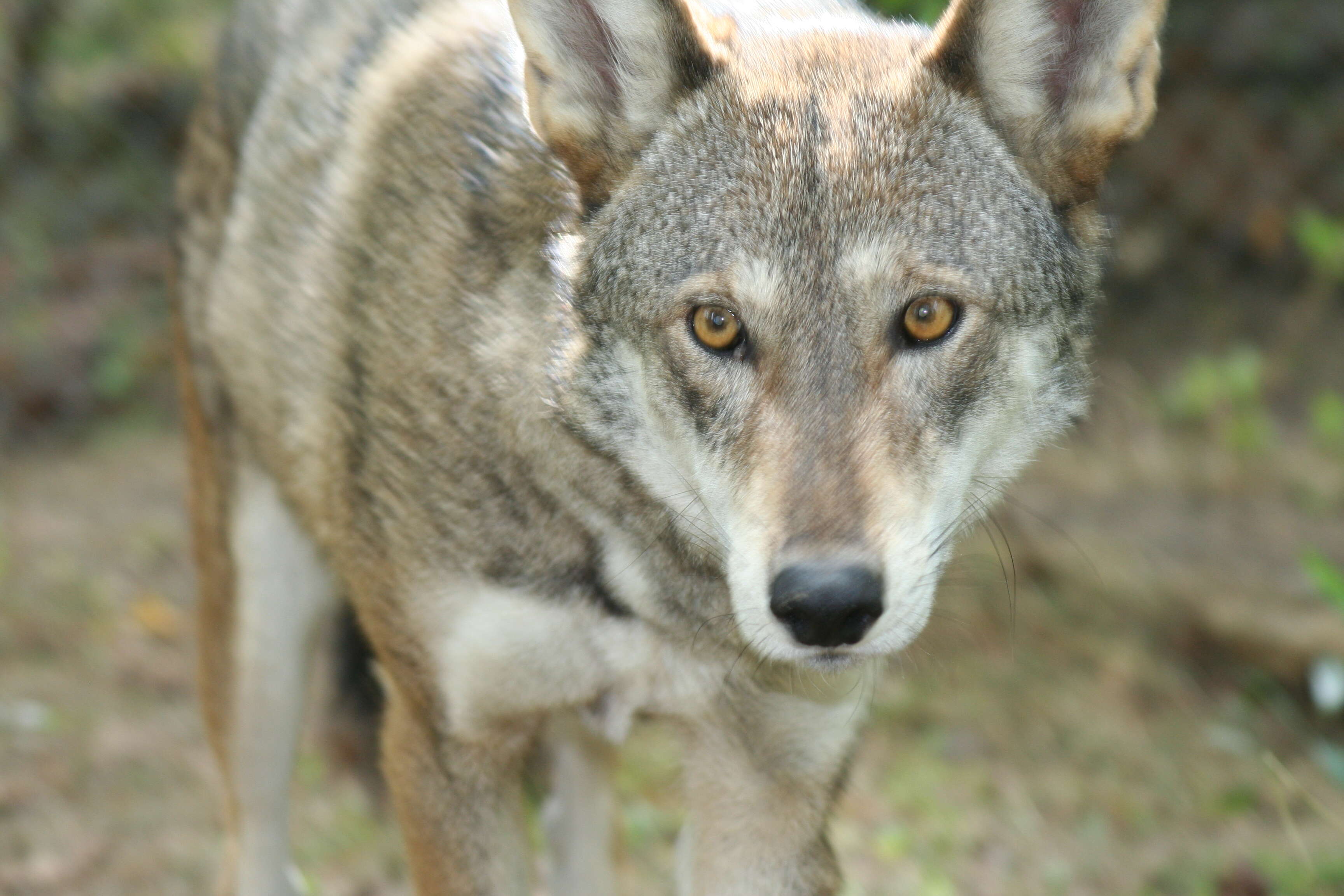 Image of Red wolf