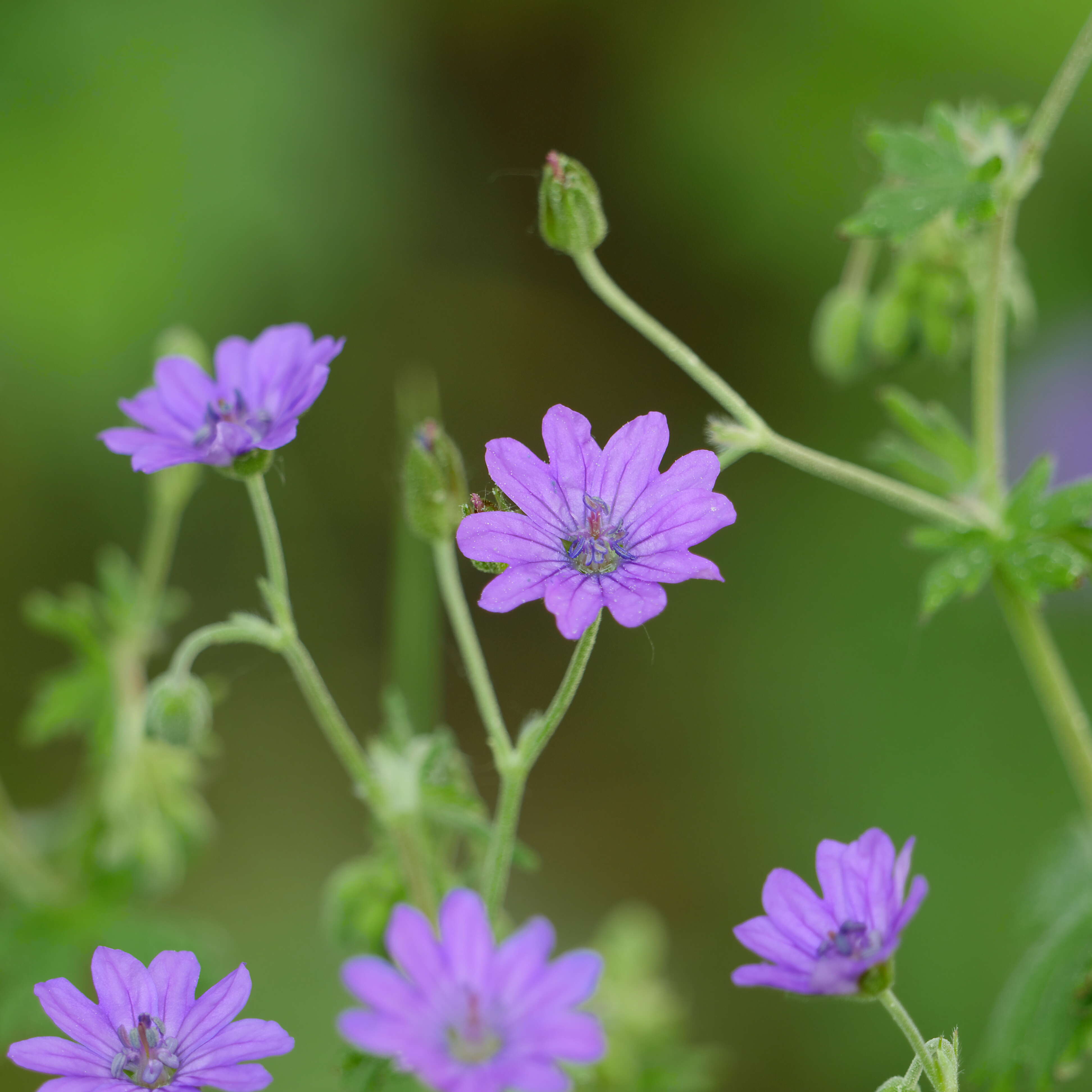 Image of hedgerow geranium