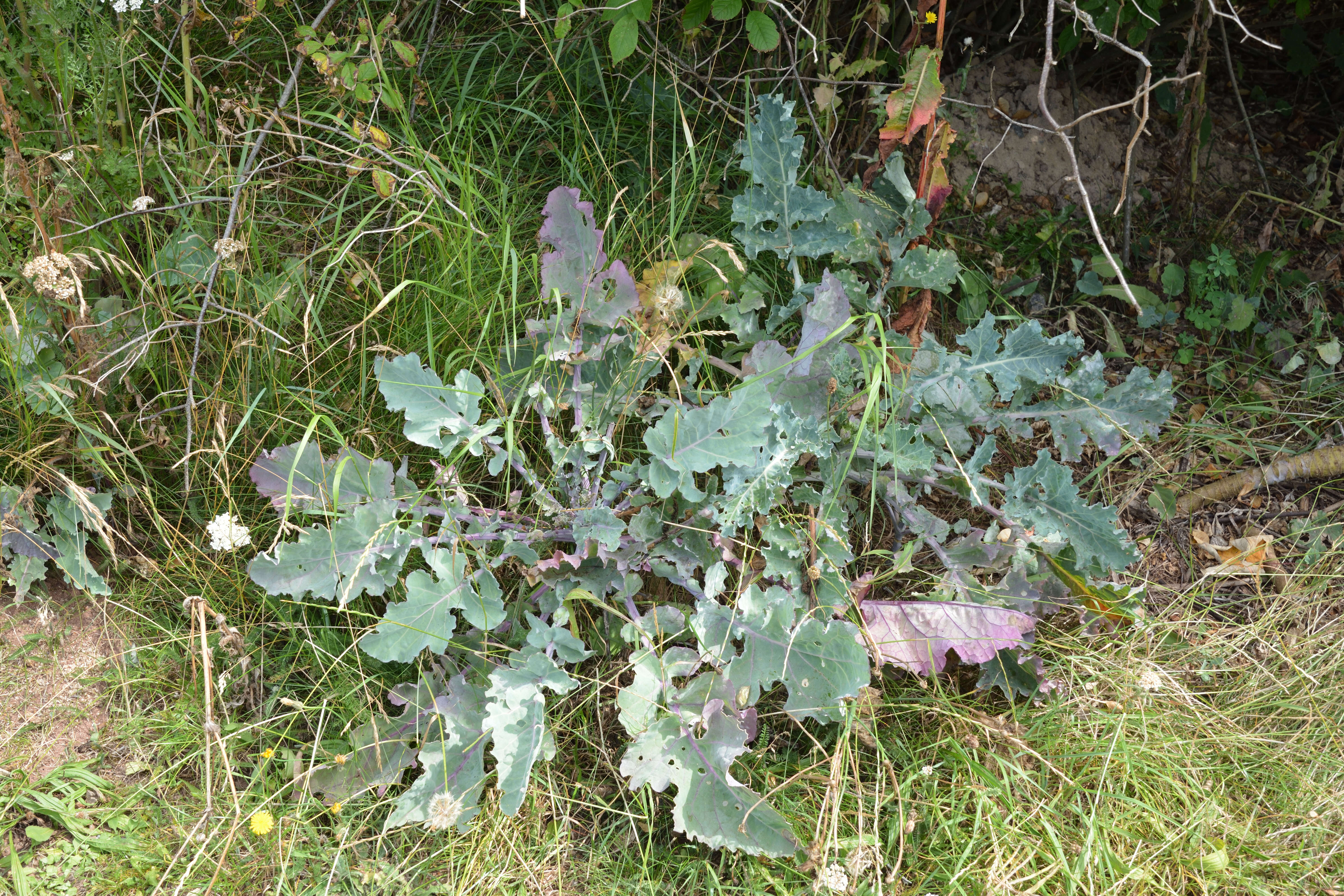 Image of Wild Mustard