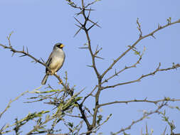 Image of Little Inca Finch