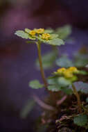 Plancia ëd Chrysosplenium alternifolium L.