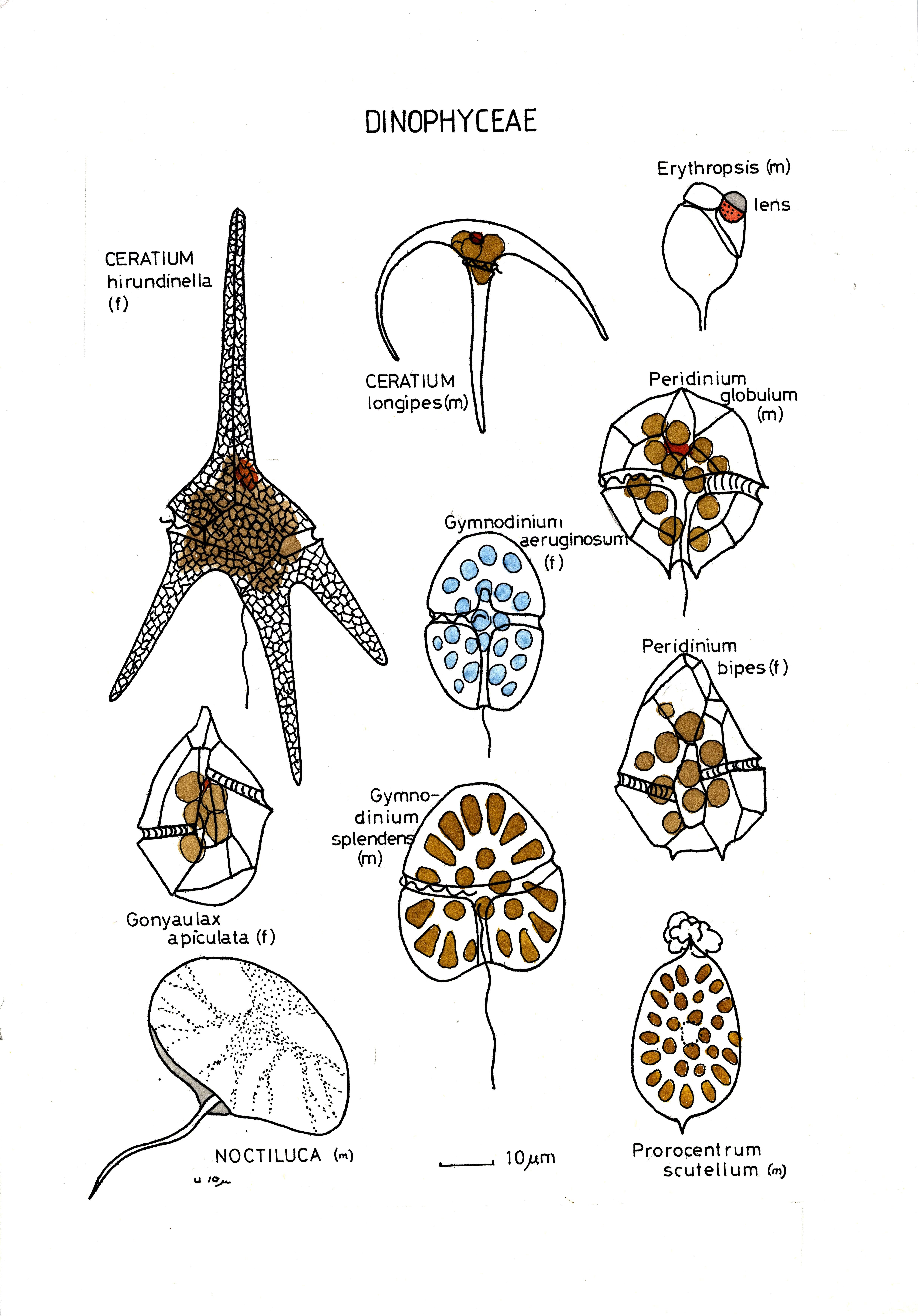 صورة Dinophyceae