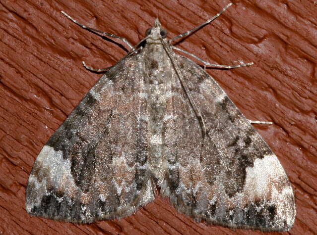 Image of Dark Marbled Carpet