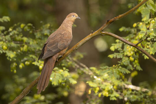 Image of Brown Cuckoo-Dove