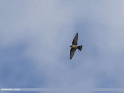 Image of Eurasian Crag Martin