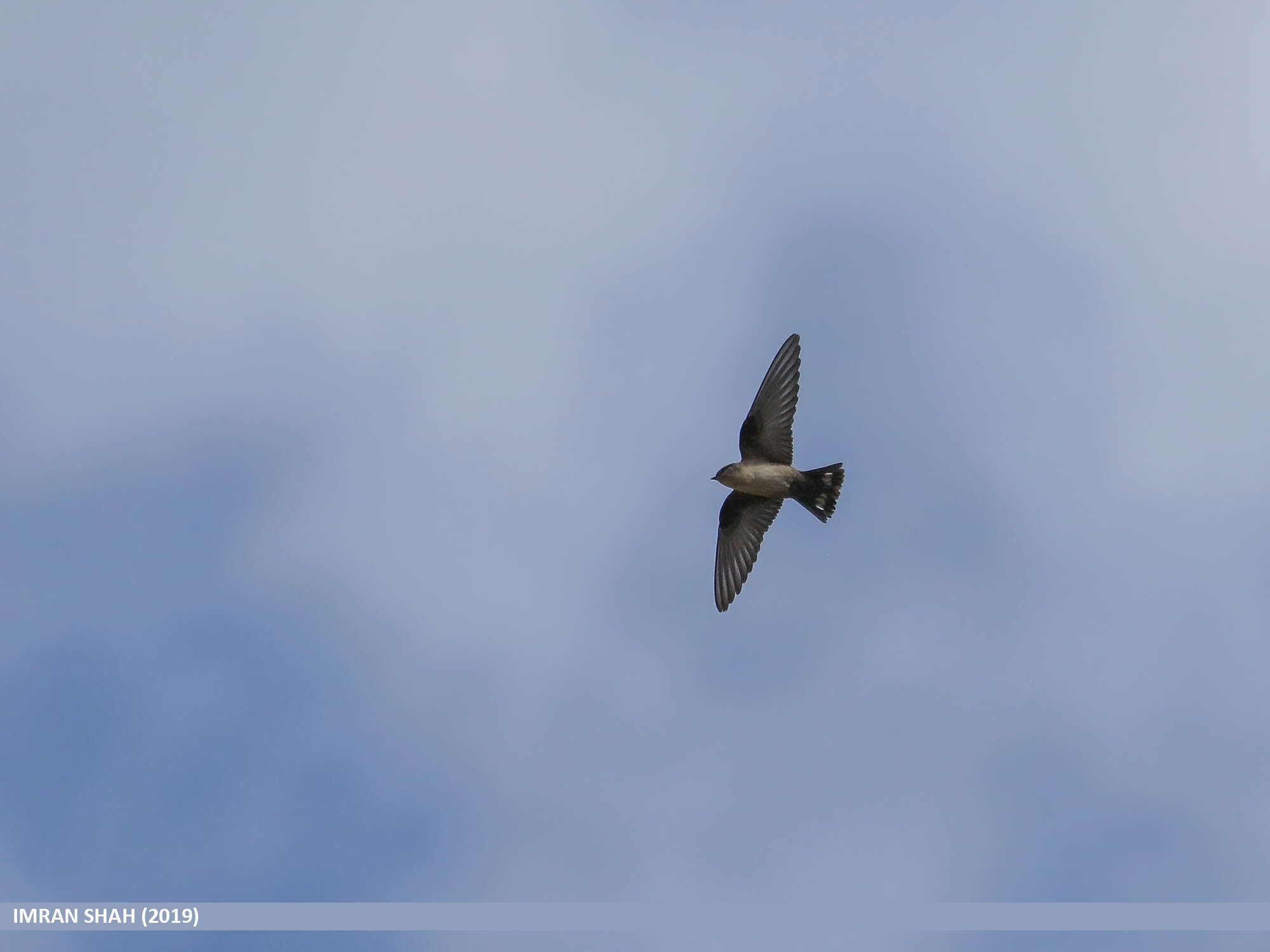 Image of Eurasian Crag Martin