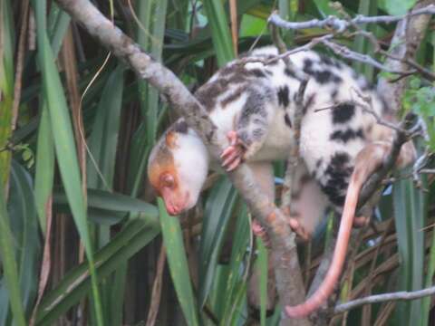 Image of Waigeo Cuscus