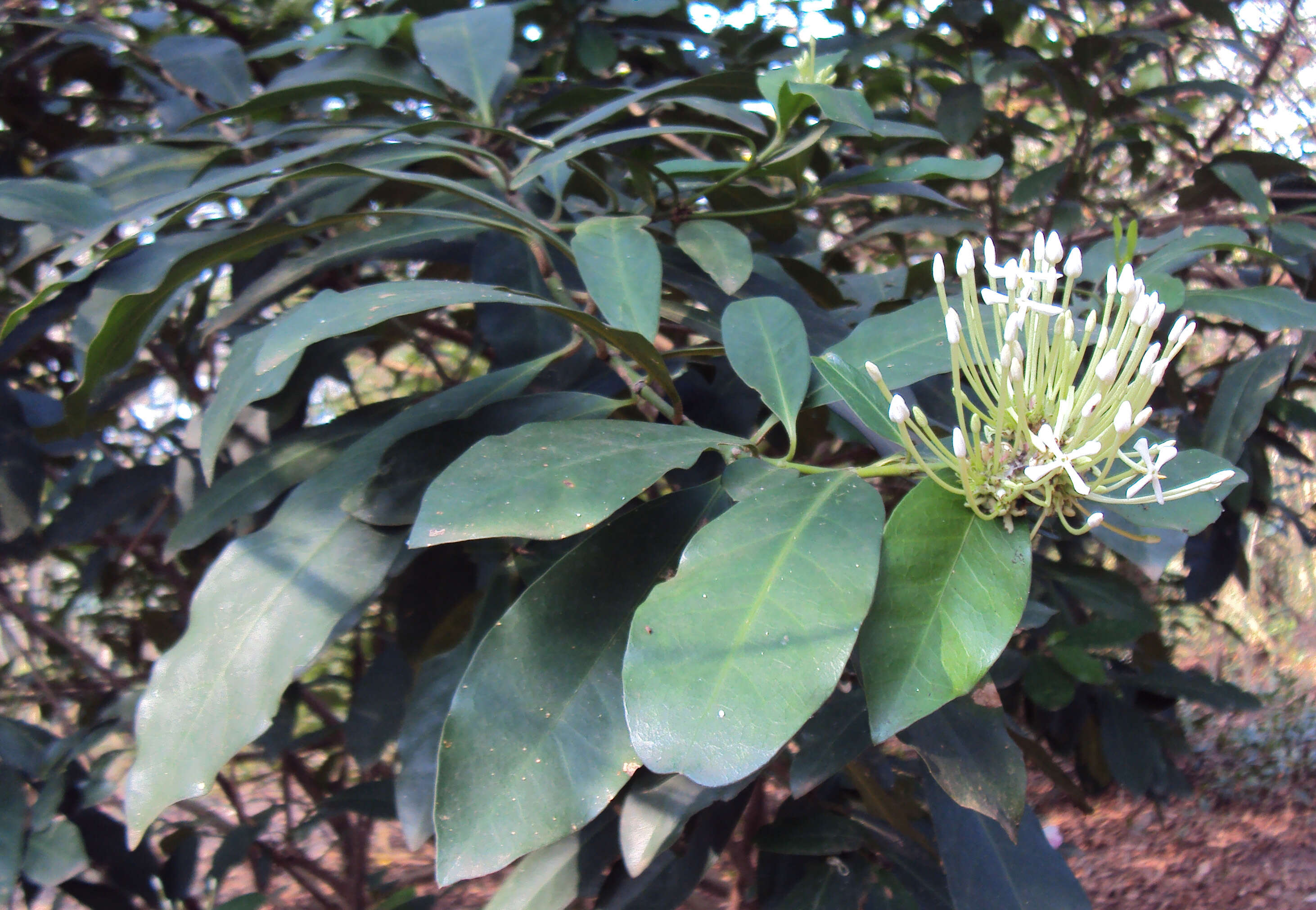 Image of Ixora finlaysoniana Wall. ex G. Don