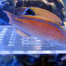 Image of Blue-margin fairy-wrasse