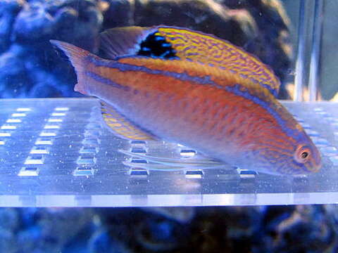 Image of Blue-margin fairy-wrasse